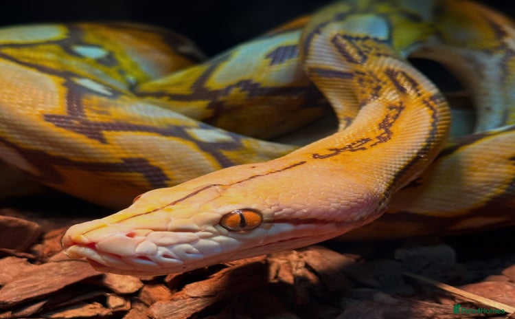 Python Snake reptiles - Advert 7