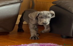 Great Dane dogs for sale: Beautiful Blue bred for Health and Temperament  in Worksop - Image 6