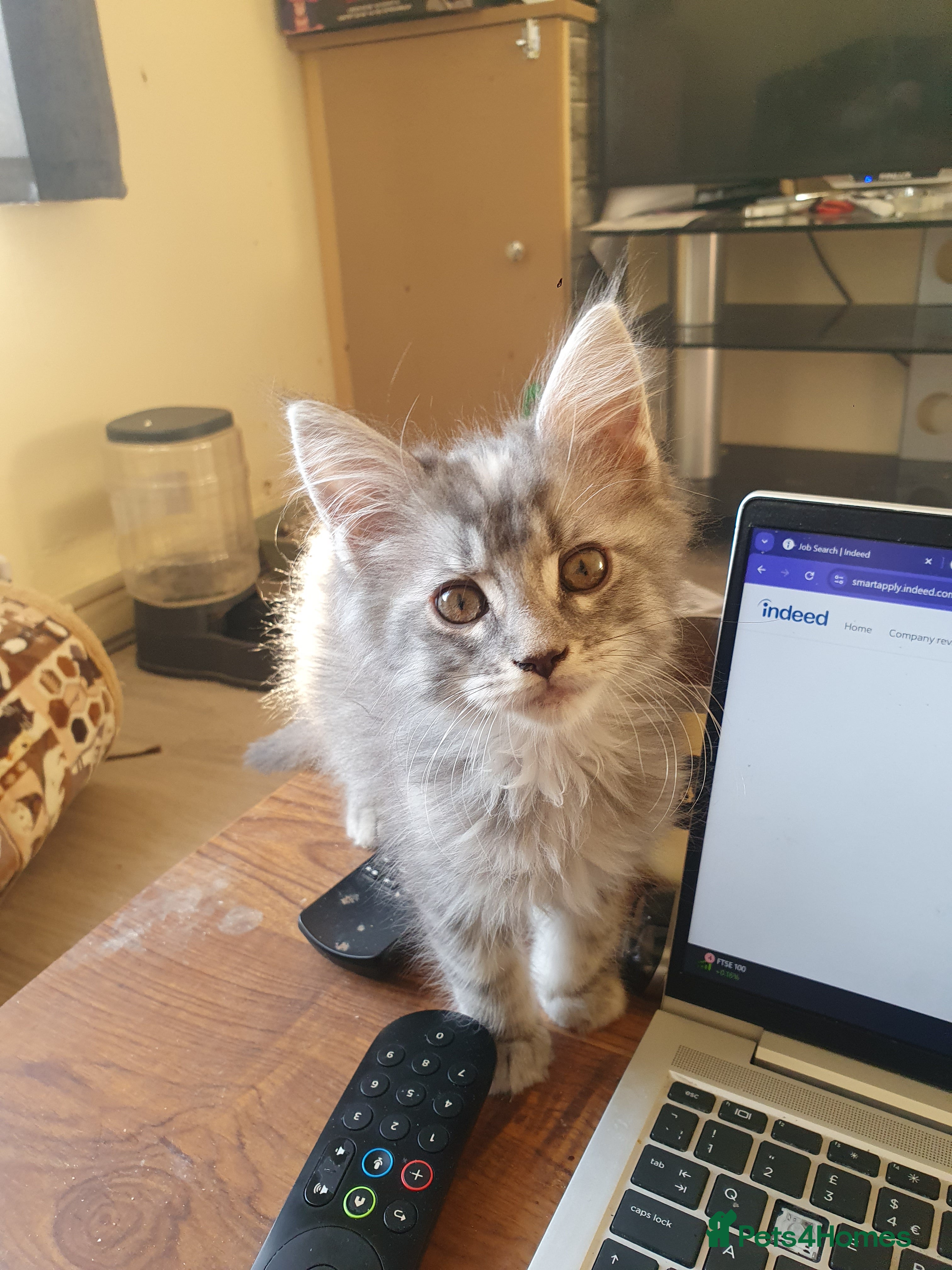 Maine Coon cats Maine Coon Kittens - Advert 12