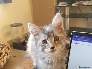 Maine Coon cats Maine Coon Kittens - Advert 12