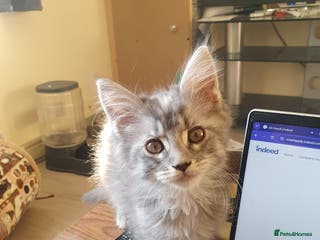 Maine Coon cats ACTIVE Maine Coon Kittens - Advert 16