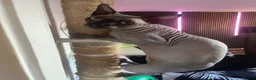 Sphynx cats for sale: Rehoming my boy Slinky - Advert 6