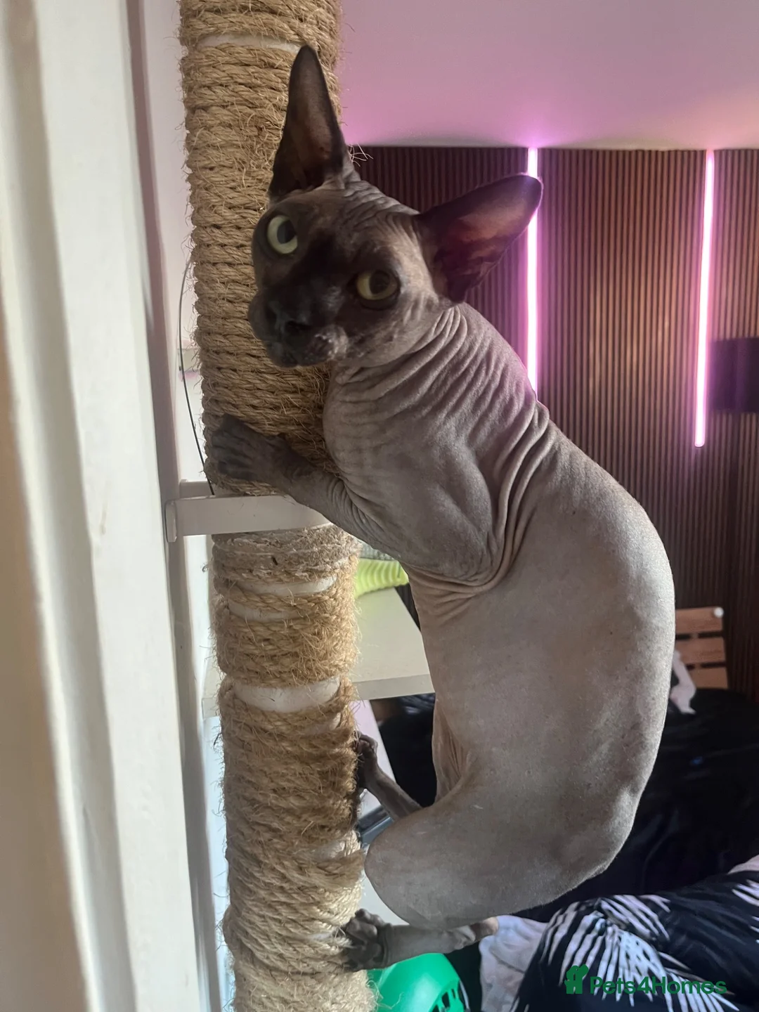 Sphynx cats for sale: Rehoming my boy Slinky - Advert 6