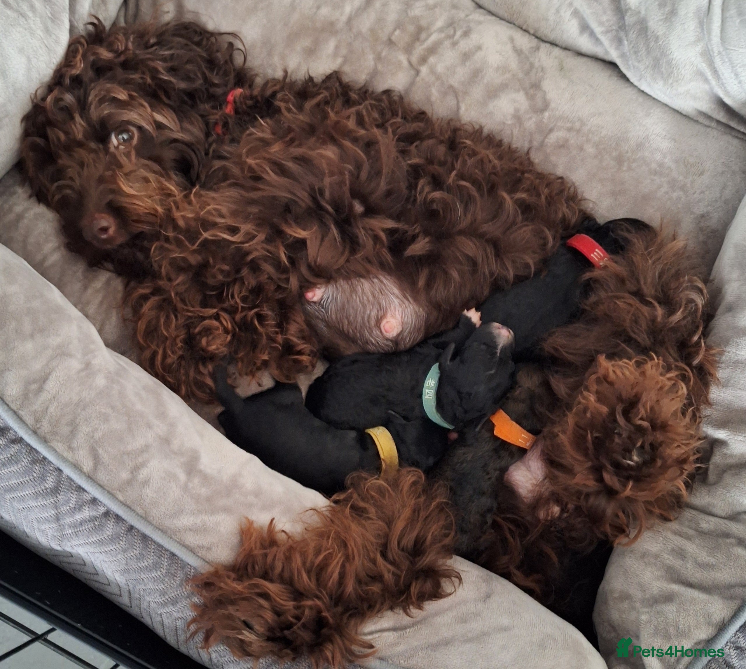 Mixed Breed dogs Stunning litter of cavapoochon puppys  - Advert 2