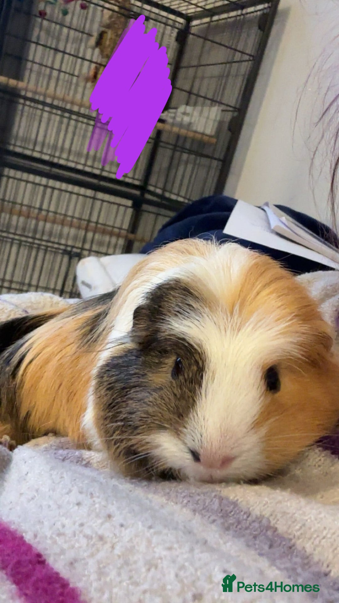 Guinea Pig rodents for sale: Guinea Pigs - Advert 5