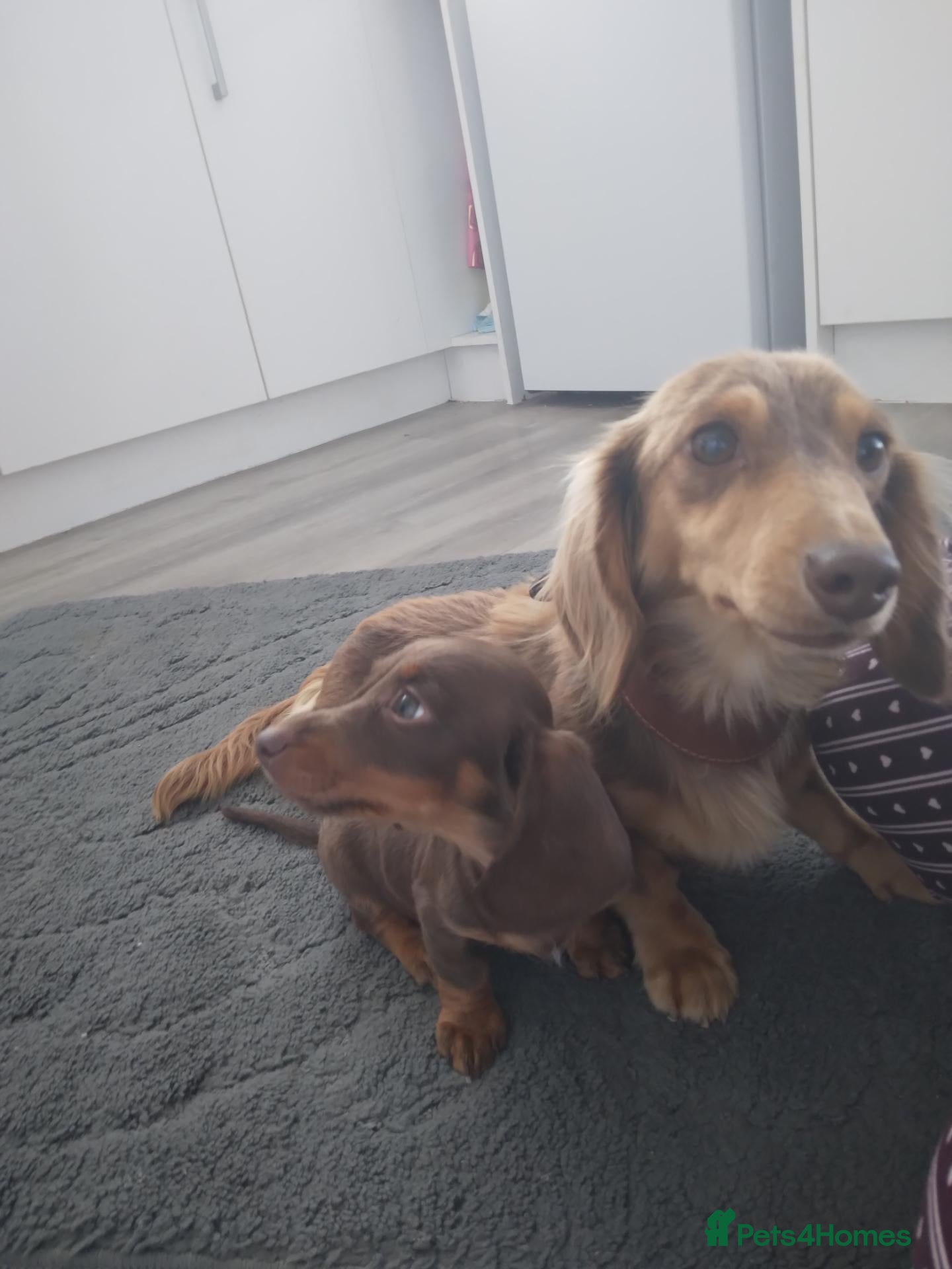 Miniature Dachshund dogs Dachshund  - Advert 3