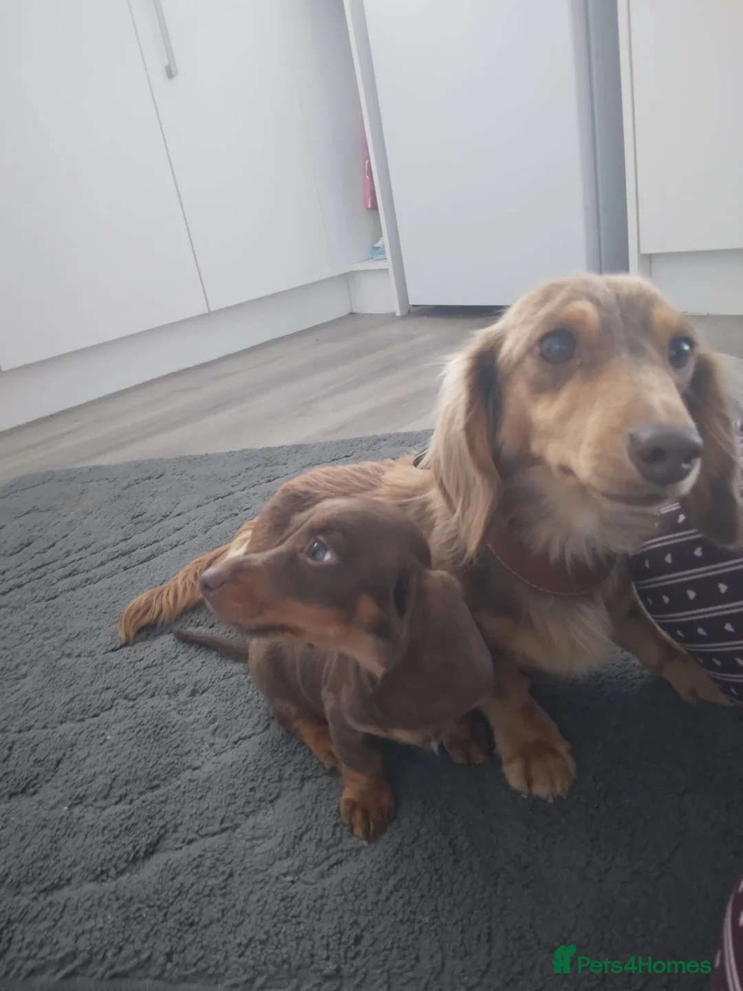 Miniature Dachshund dogs for sale: Dachshund  - Advert 1