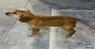 Cocker Spaniel dogs - Advert 2