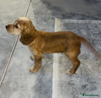 Cocker Spaniel dogs - Advert 2