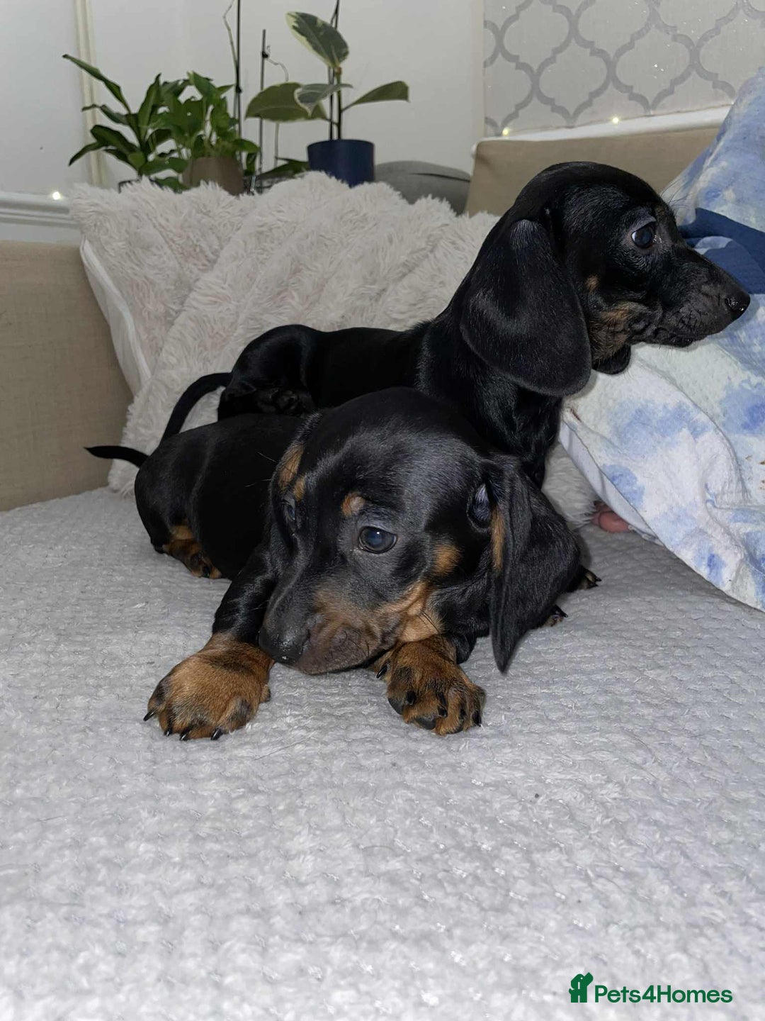 Miniature Dachshund dogs for sale: Stunning miniature dachshund  - Advert 2