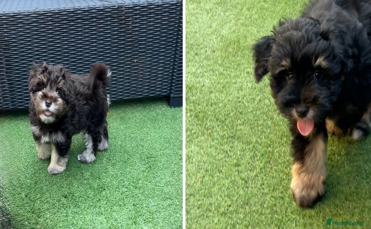 Miniature Schnauzer dogs - Advert 1