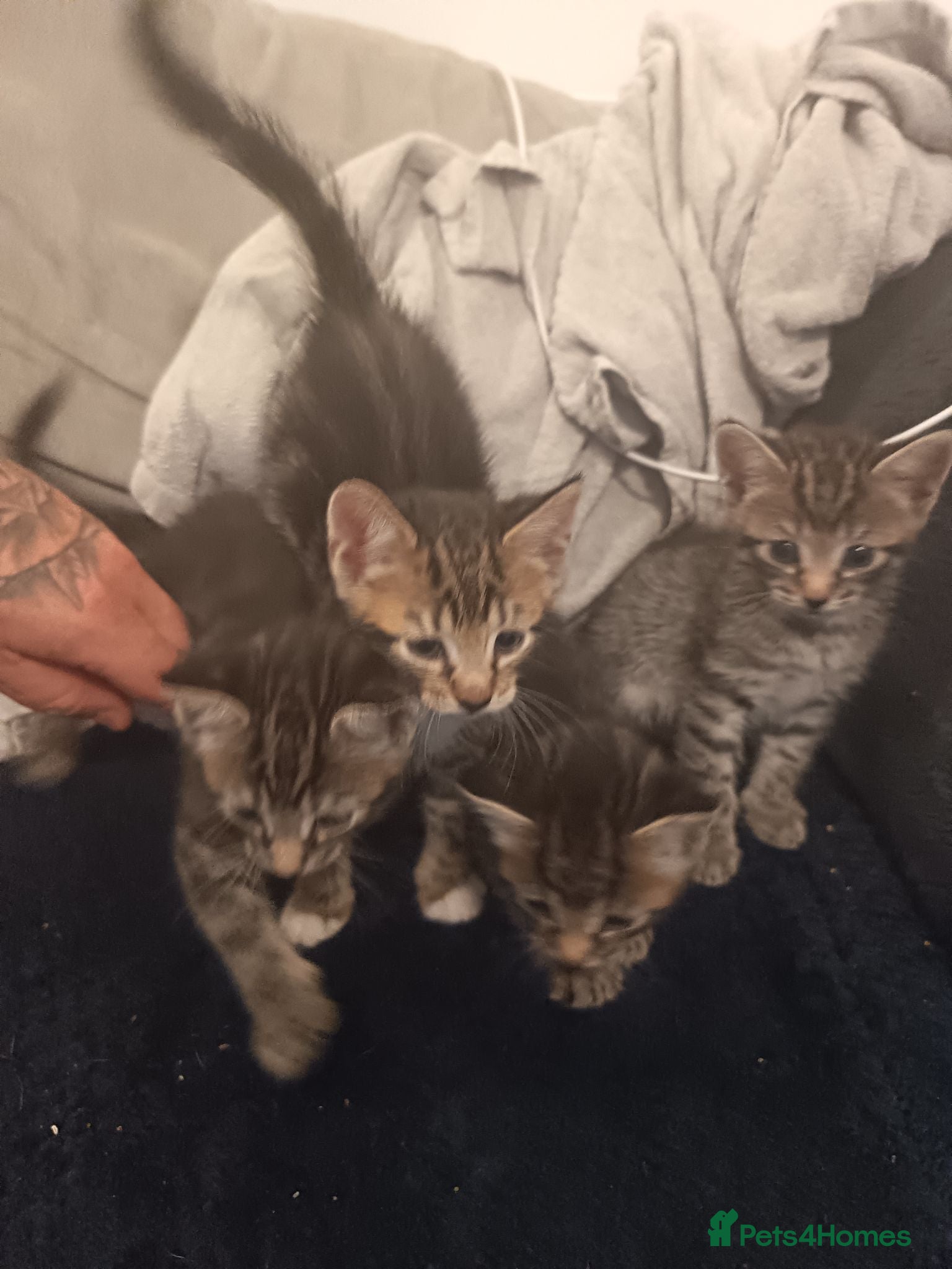 Mixed Breed cats Bengal cross  - Advert 10