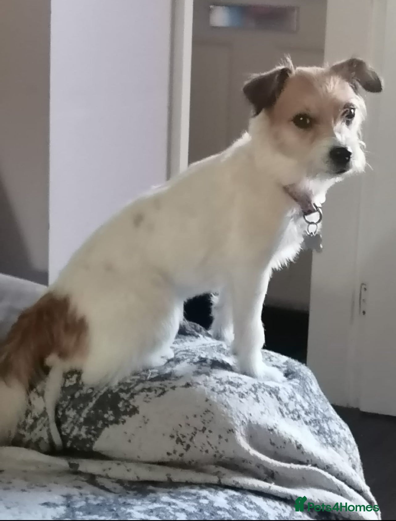 Jack Russell dogs Jack Russel puppies - Advert 5