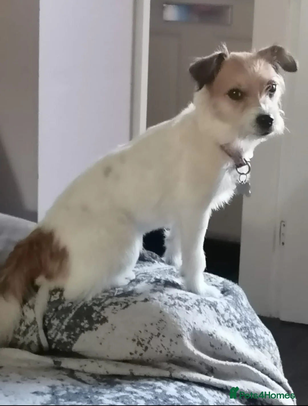 Jack Russell dogs for sale: Jack Russel puppies in Manchester - Advert 1