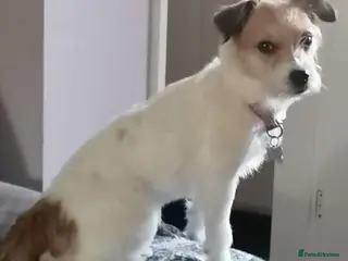 Jack Russell dogs Jack Russel puppies - Advert 5