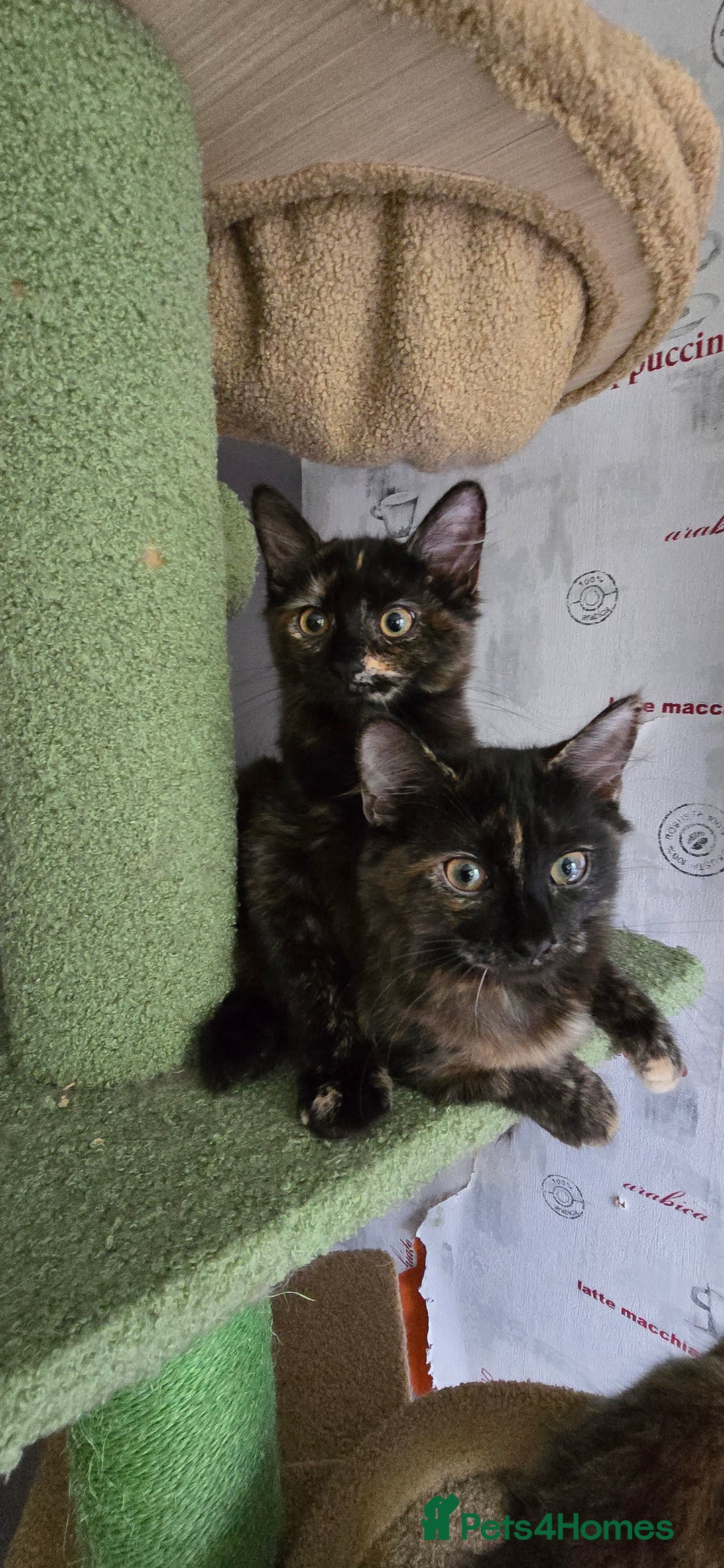 Maine Coon cats for sale: Amazing tortie Mainecoons - Image 22