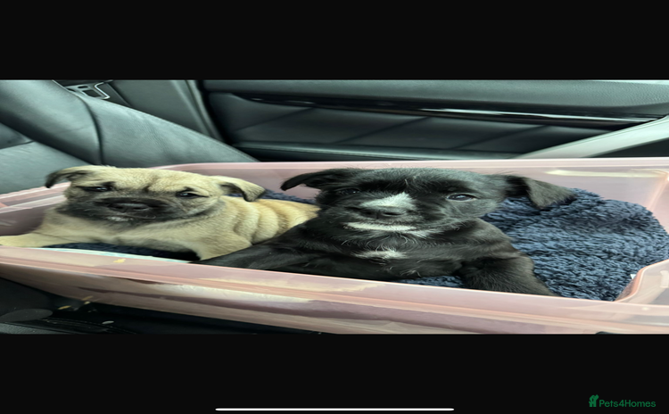 Mixed Breed dogs - Advert 1