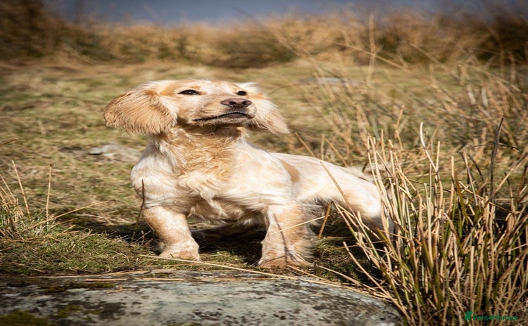Cocker Spaniel dogs - Advert 1