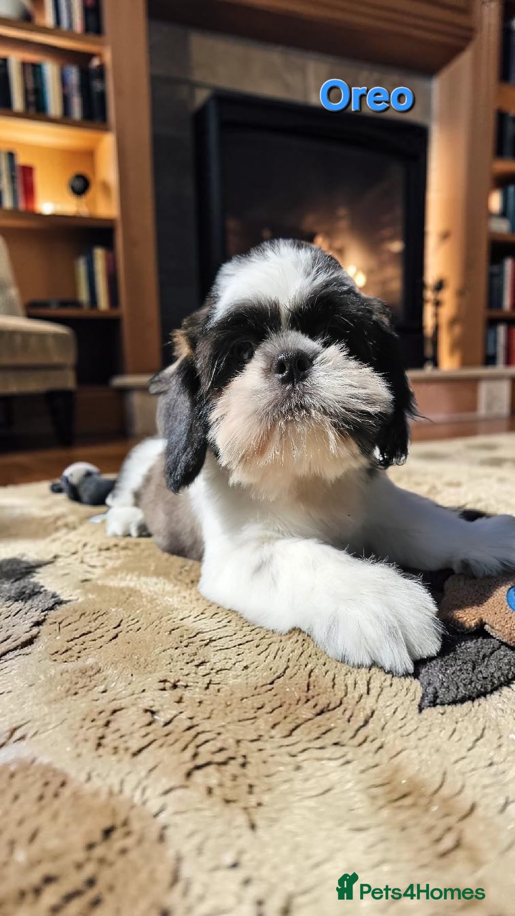 Shih Tzu dogs  💞 QUALITY STANDARD SHIH TZU 💕 - Advert 12
