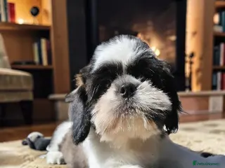 Shih Tzu dogs 💞 QUALITY STANDARD SHIH TZU 💕 - Advert 1