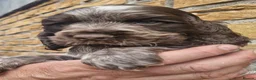 Cocker Spaniel dogs for sale: Lovely show Cocker spaniel puppies 🐶  - Advert 8