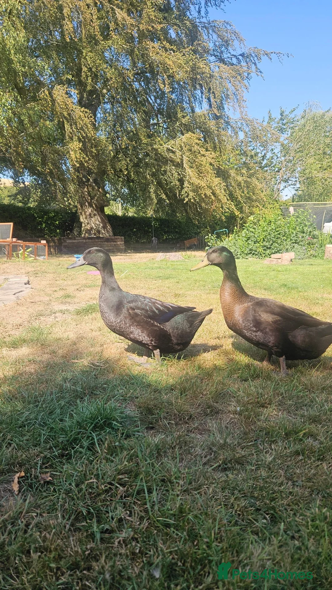 Ducks poultry for sale: 'Posh and pecks' runner x cayuga? Ducks!  - Advert 2
