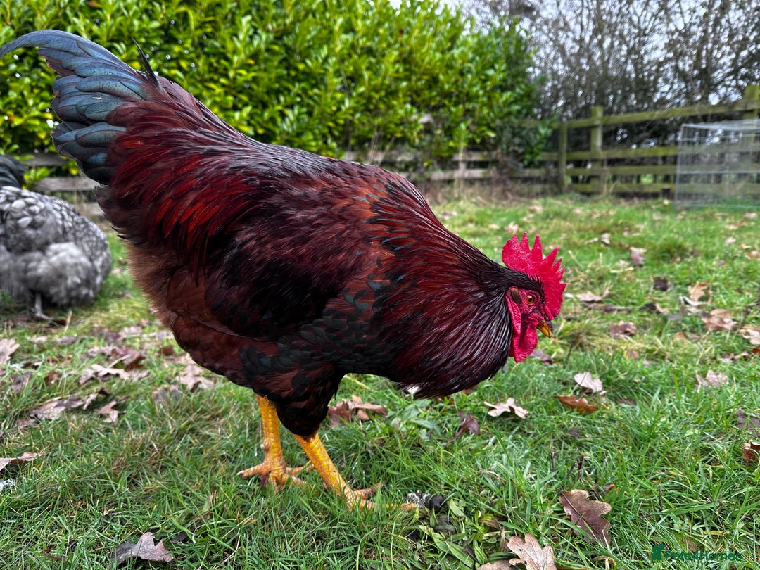 Chickens poultry for sale: Buff Orpington and Rhode Island Red Rooster - Advert 10