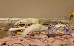 Rat rodents for sale: 3 female rats - Image 6