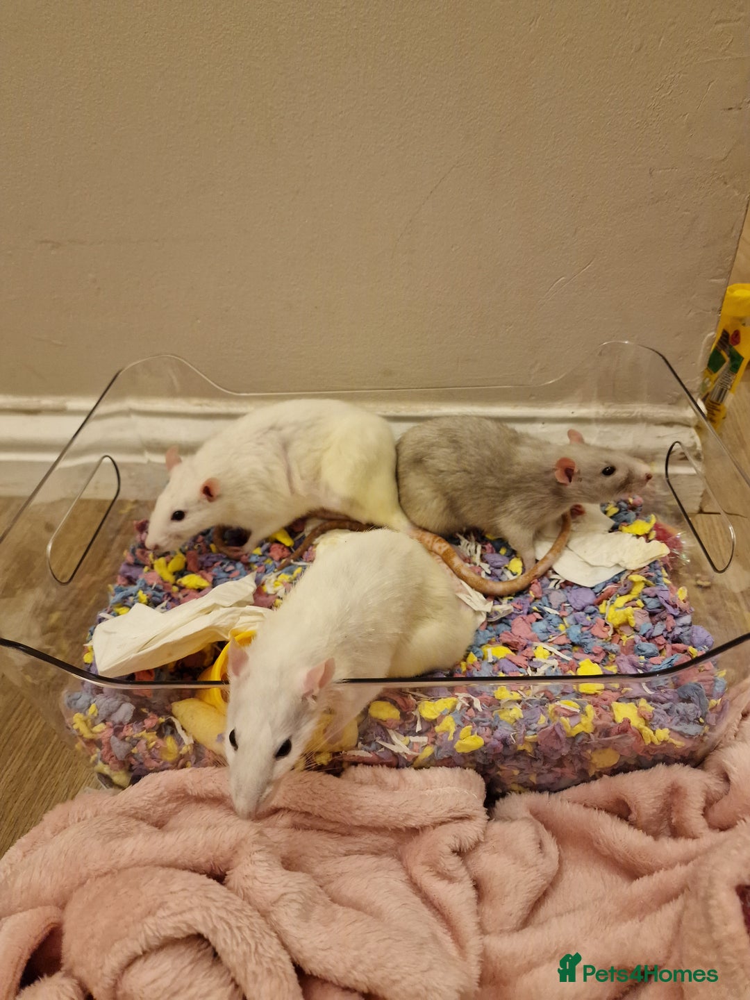 Rat rodents for sale: 3 female rats - Image 6