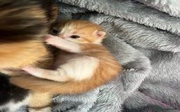 Mixed Breed cats for sale: 2 beautiful ginger male cats - Image 5