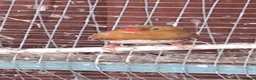 Finches birds for sale: Finches - Advert 2