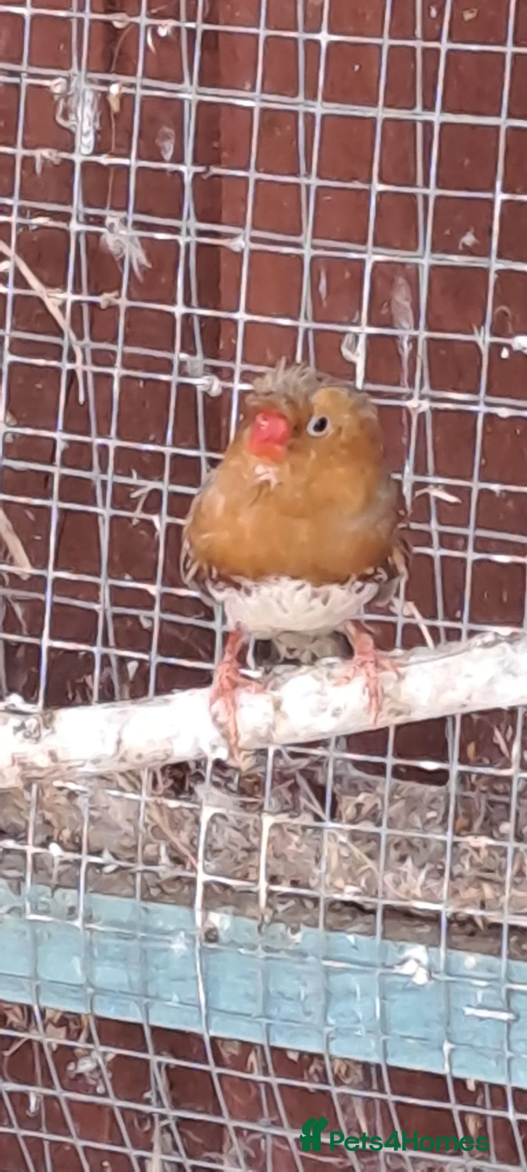 Finches birds for sale: Finches - Advert 2