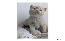 British Shorthair cats for sale: British Shorthair Kittens Lilac, Lilac Cream GCCF  - Image 4