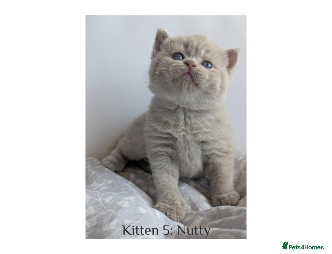 British Shorthair cats for sale: British Shorthair Kittens Lilac, Lilac Cream GCCF  - Image 4