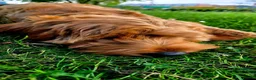 Cavapoo dogs for sale: Cavapoo  - Advert 5