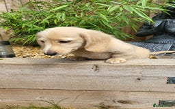 Dachshund dogs for sale: Cream boy and girl Miniature dachshund - Image 35