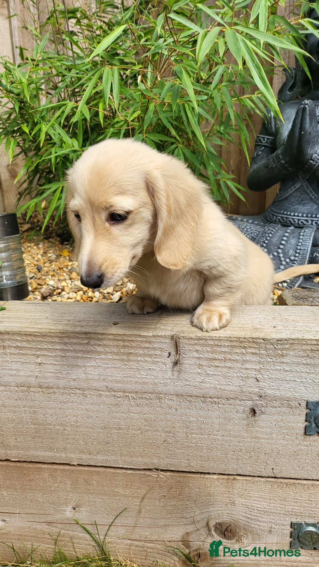 Dachshund dogs for sale: Cream boy and girl Miniature dachshund - Image 35