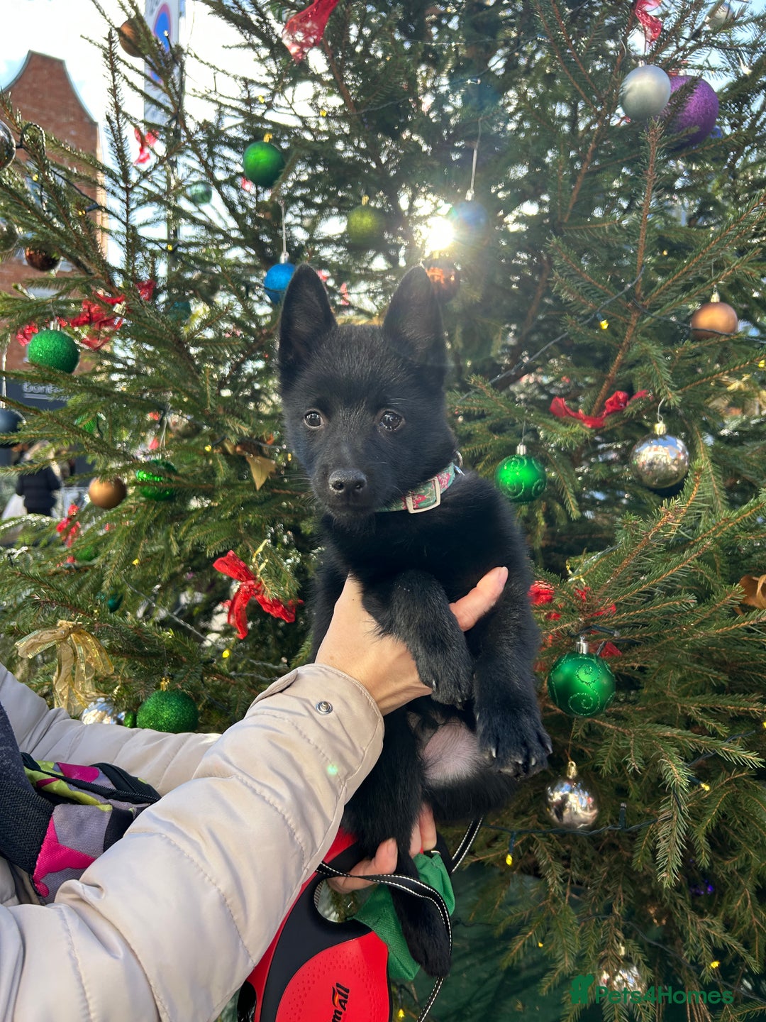 Schipperke dogs for sale: puppy schipperke - Advert 17