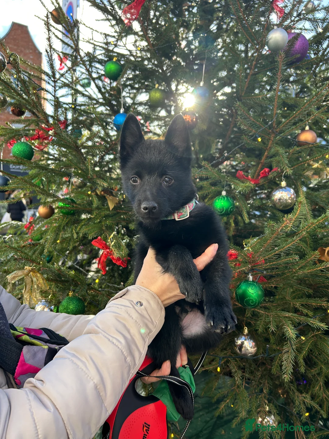 Schipperke dogs for sale: puppy schipperke - Advert 14