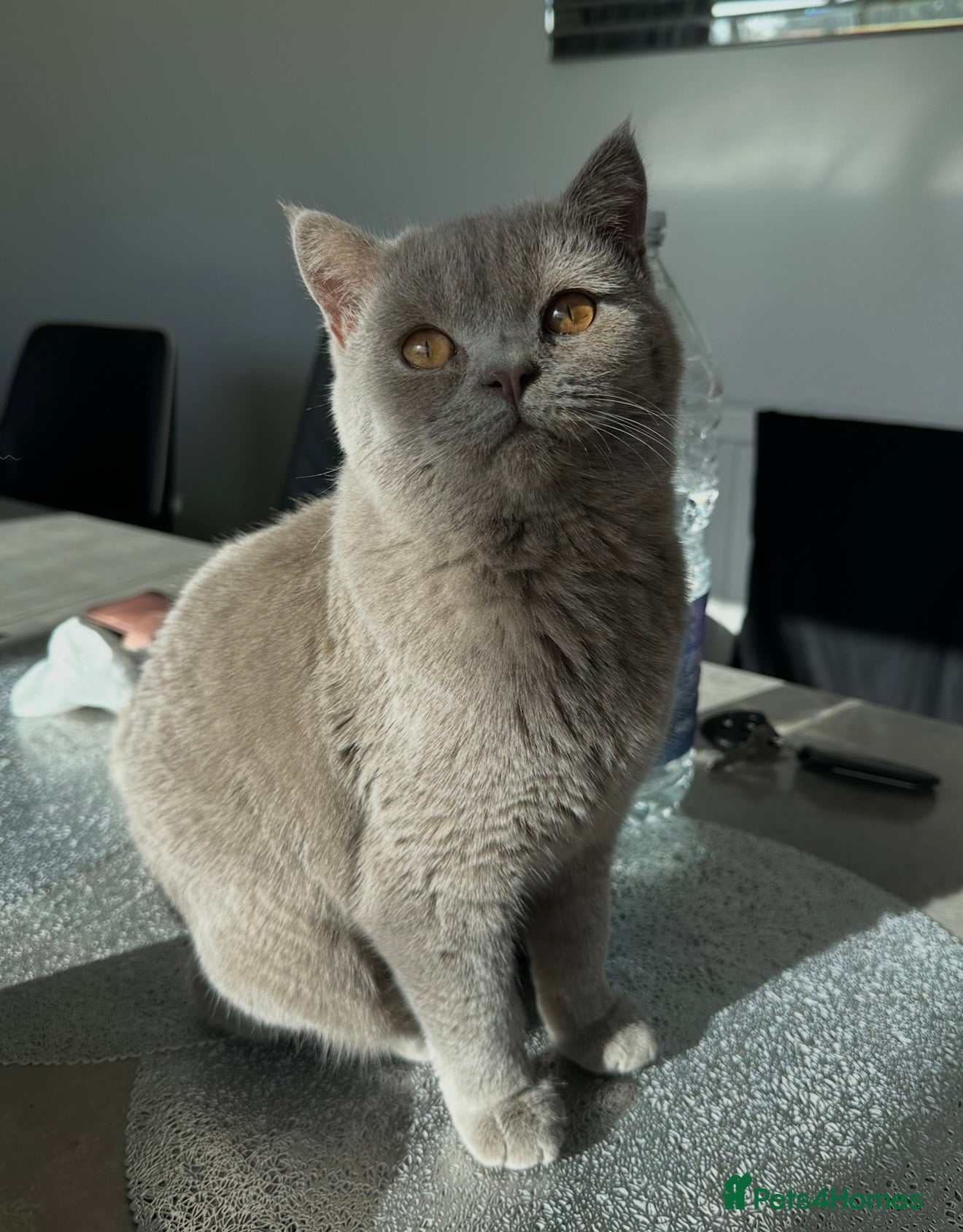 British Shorthair cats Rare Lilac British Shorthair Male Simba - Advert 3
