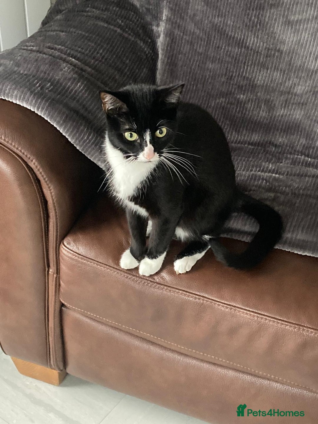 British Shorthair cats for sale: Black and white domestic female  - Image 2