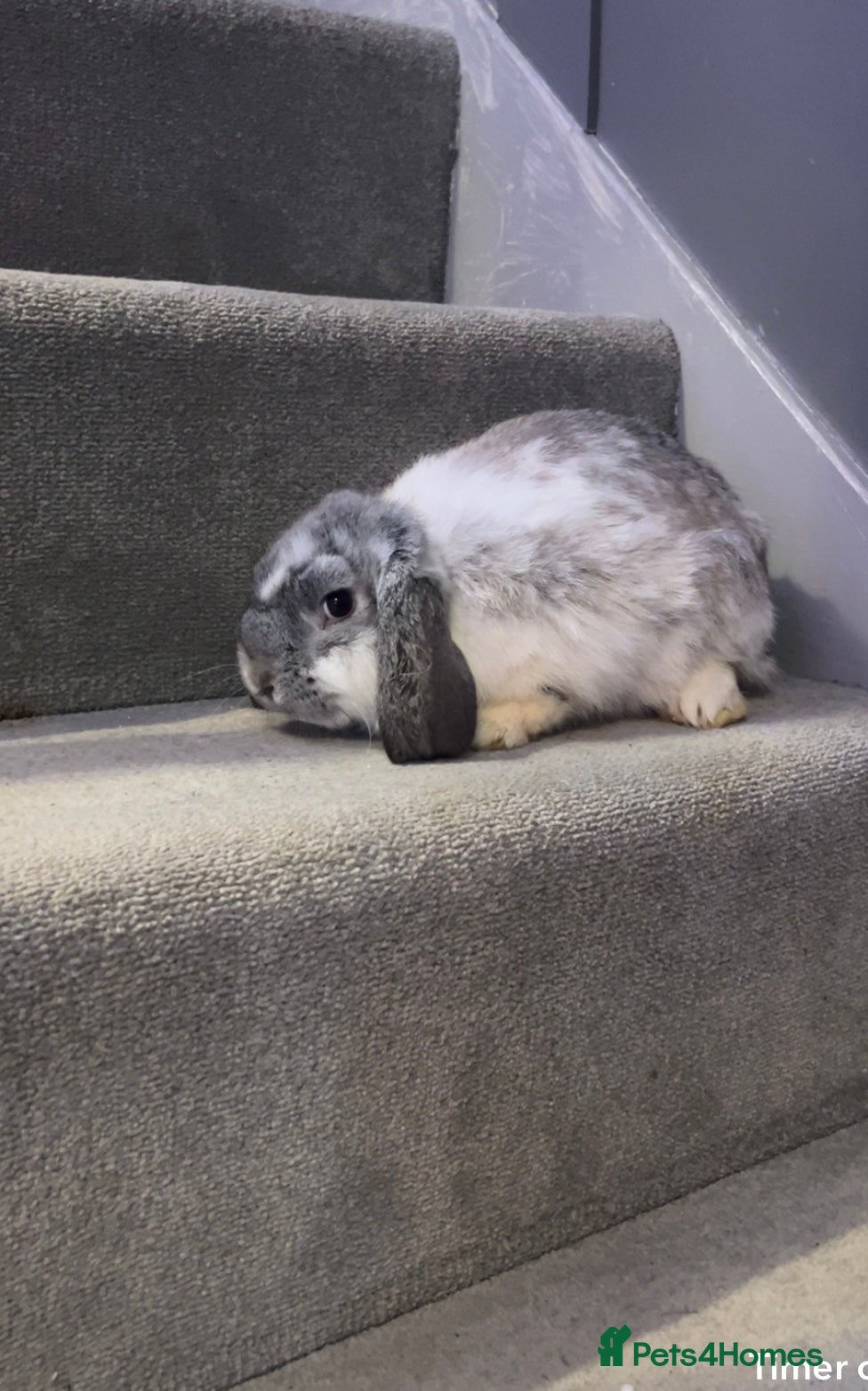 Mini Lop rabbits Mini lop rabbits  - Advert 14