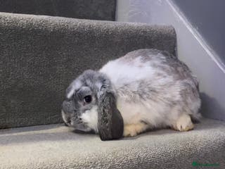 Mini Lop rabbits Mini lop rabbits - Advert 14