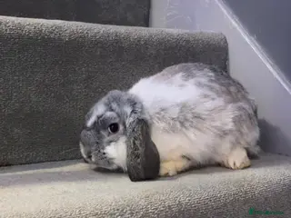 Mini Lop rabbits Mini lop one buck left - Advert 16