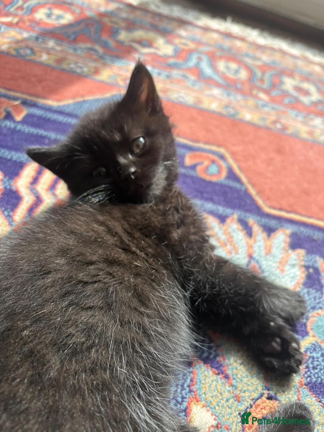 Mixed Breed cats for sale: Two girl kittens ready for new home in Worcester Park - Advert 9
