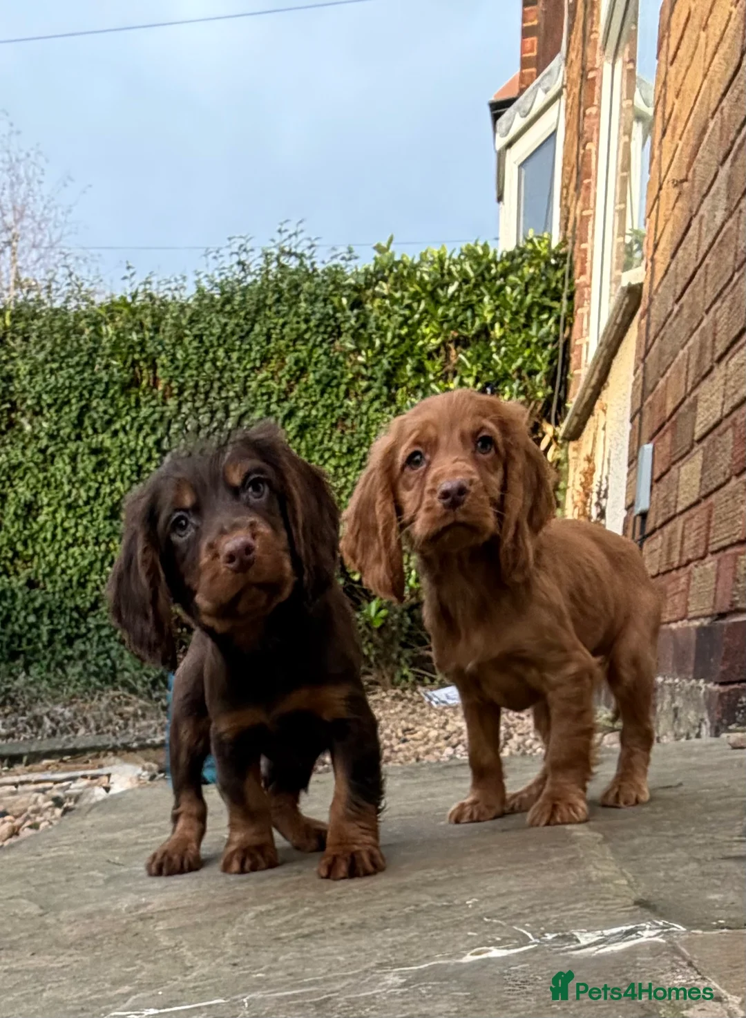 Cocker Spaniel dogs for sale: Cocker spaniel pups  - Advert 6