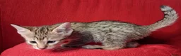Savannah cats for sale: Super spotty Savannah kittens - Advert 11