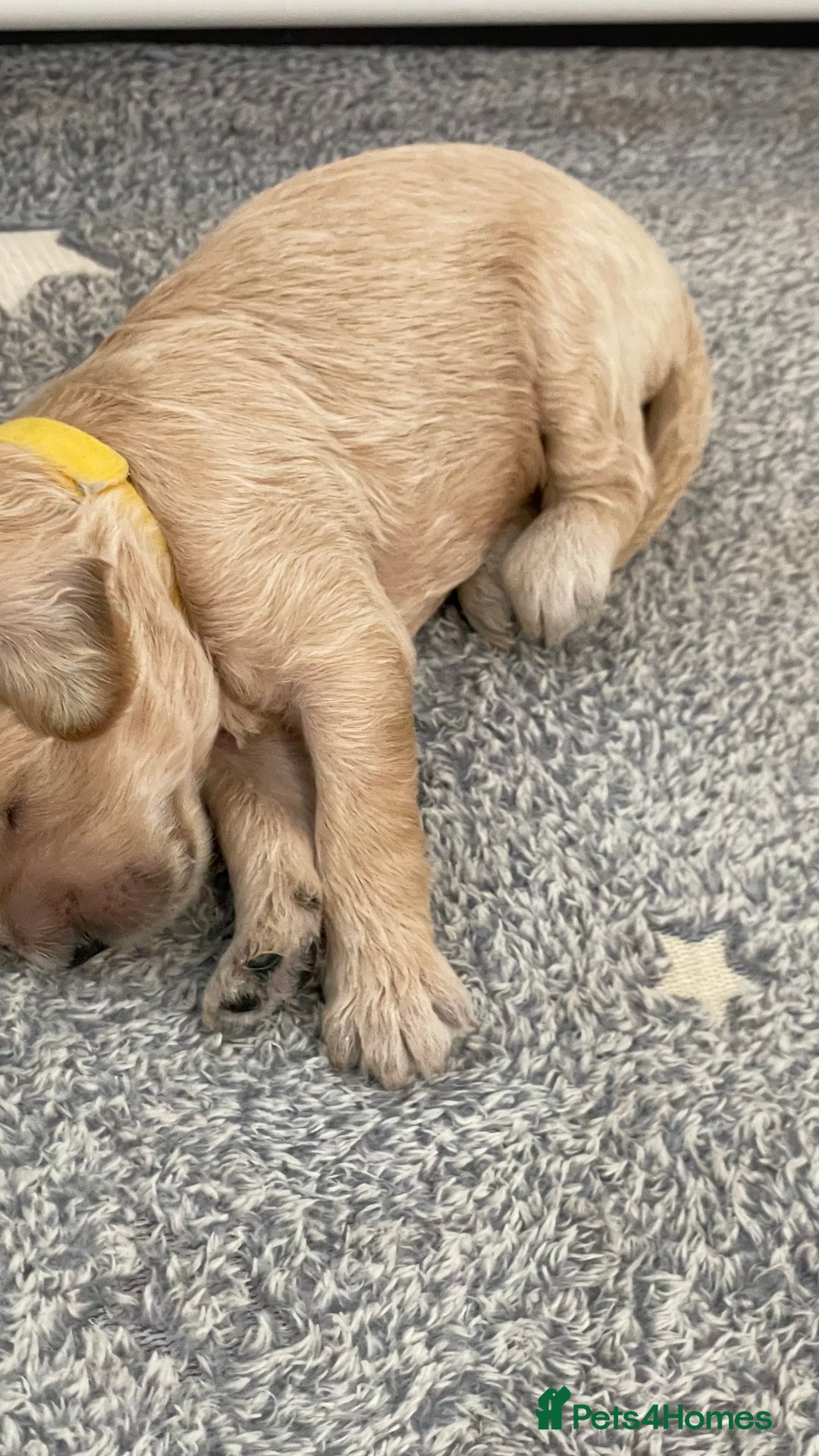 Goldendoodle dogs for sale: F1b Goldendoodles available for reservation - Image 18
