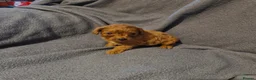 Cavapoo dogs for sale: Cavapoo puppies  - Advert 10