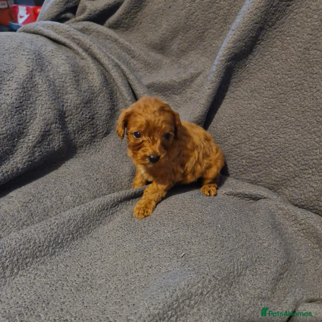 Cavapoo dogs for sale: Cavapoo puppies  - Advert 10